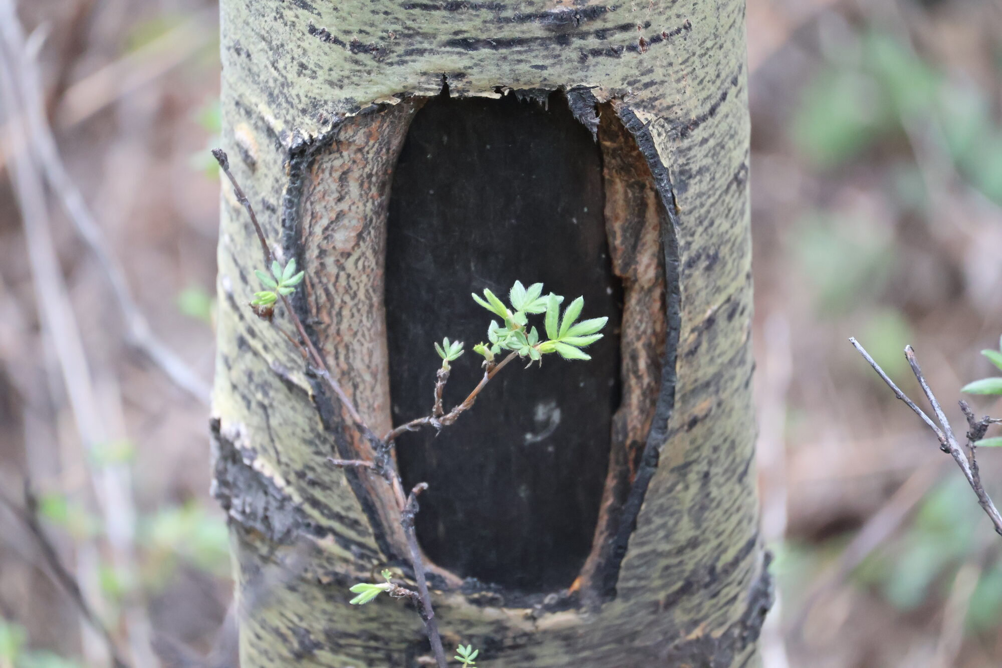 A seedling growing inside the hollow of an aspen trunk