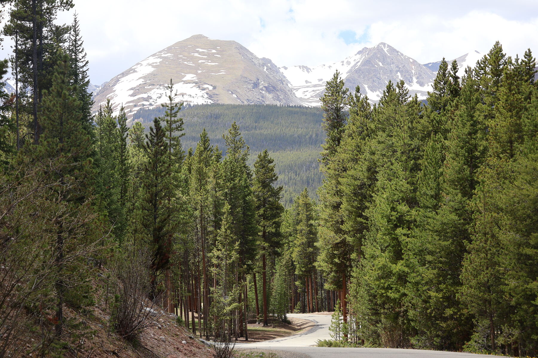 A road curving through pines toward snow-streaked peaks