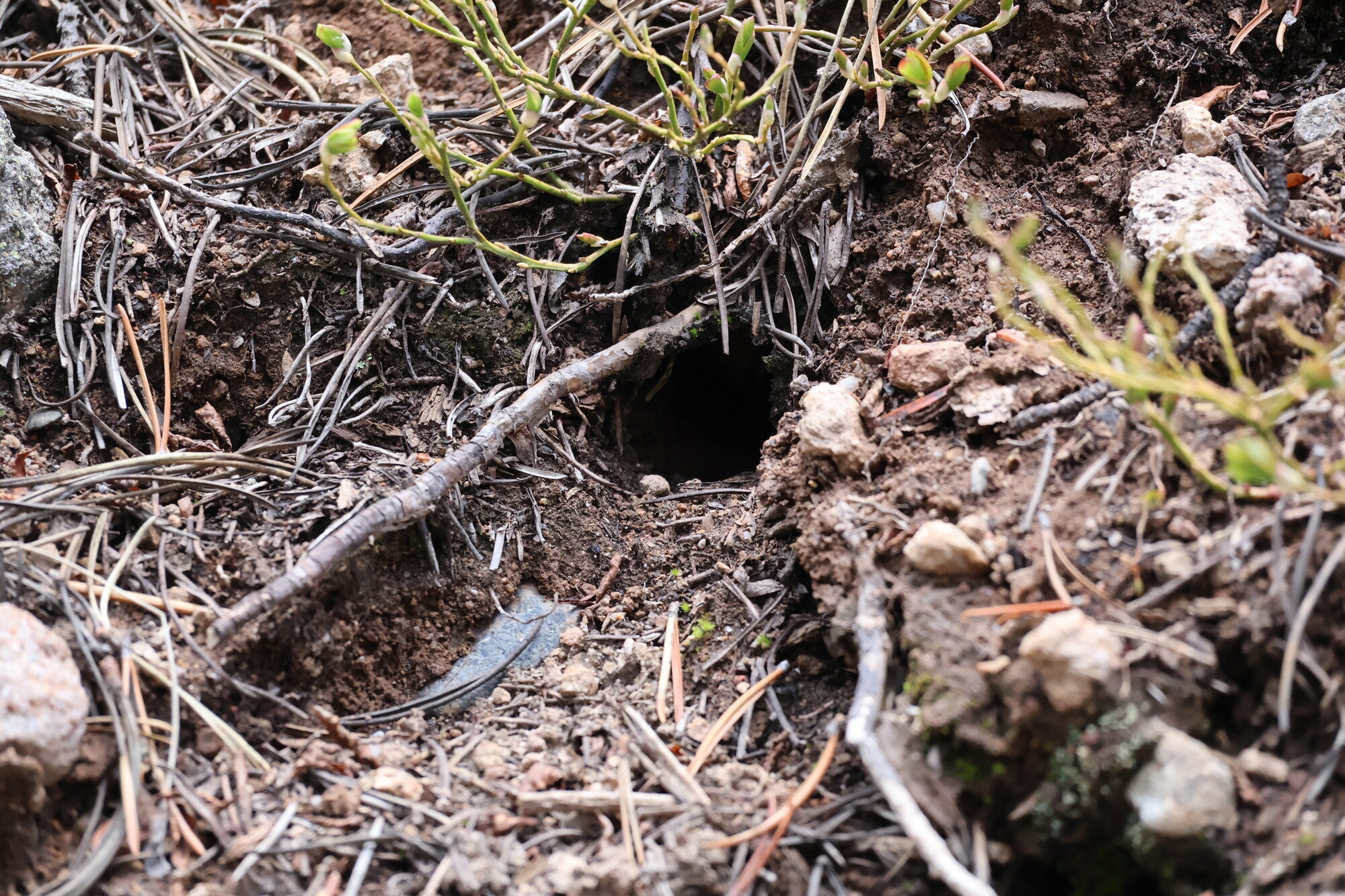 A small burrow entrance in the forest floor