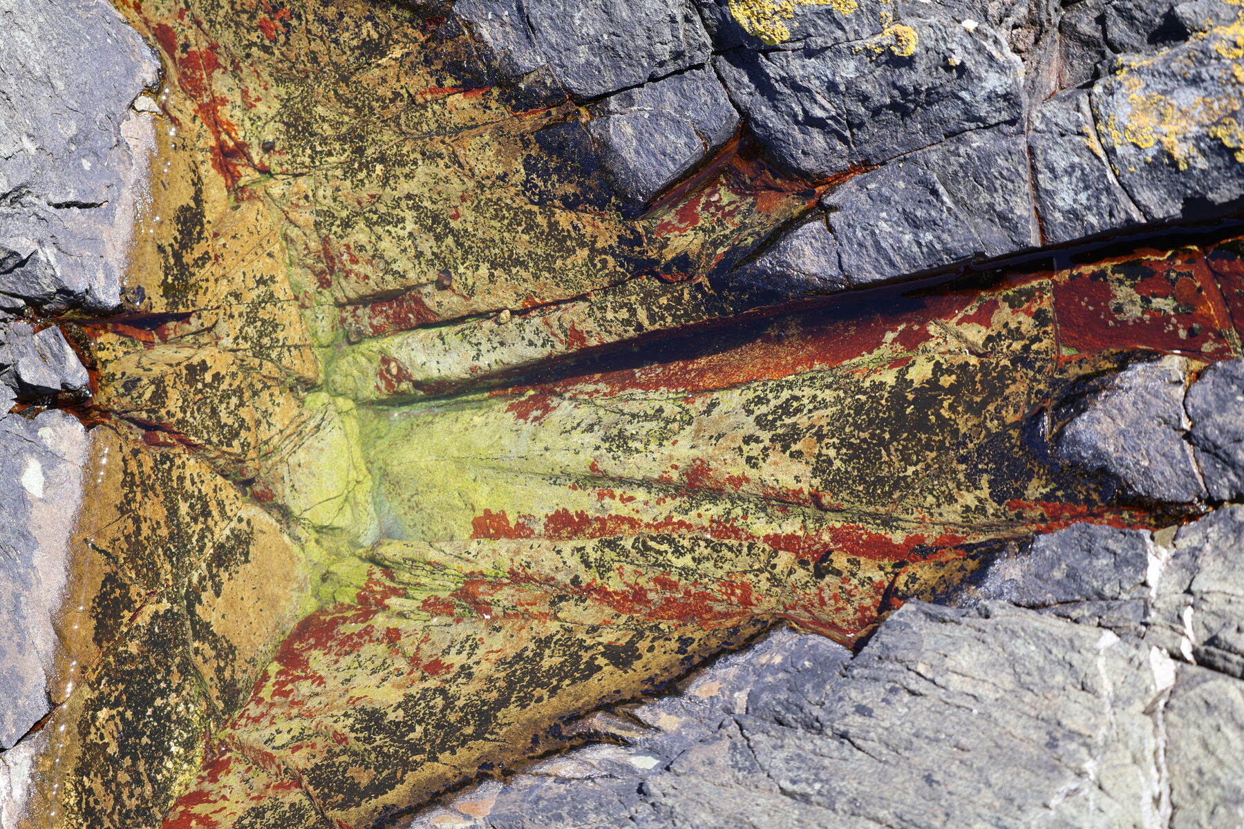 Rust, gold, and green mineral colors in a wet rock crevice