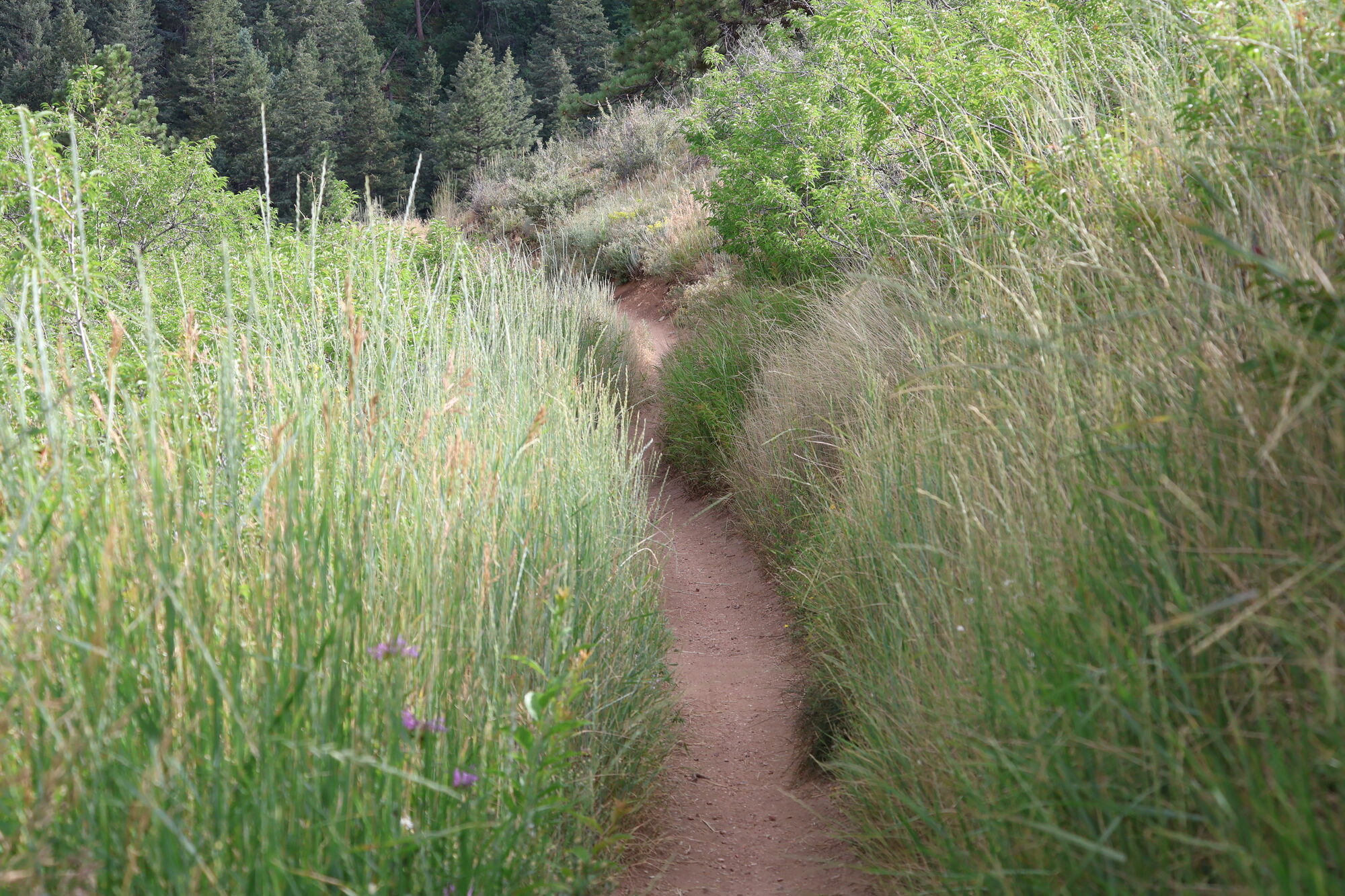 A narrow dirt trail disappearing through tall grass