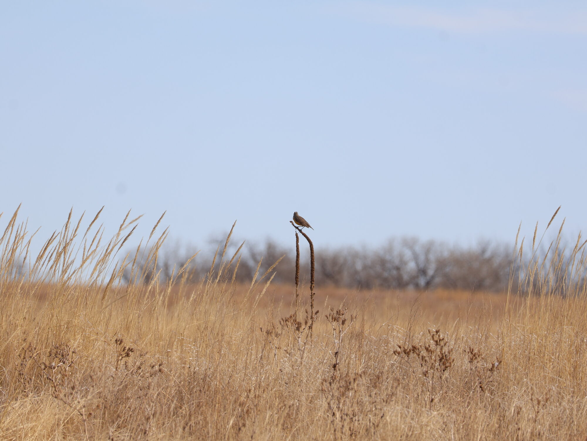 A meadowlark perched on a dried mullein stalk in winter prairie — print