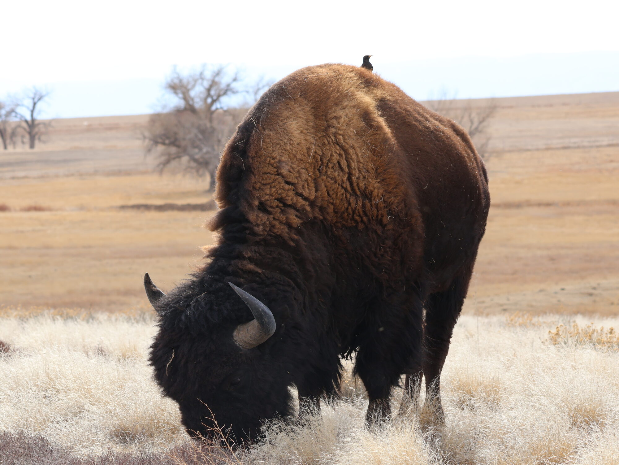 A bison grazing in winter grass with a small blackbird perched on its back
